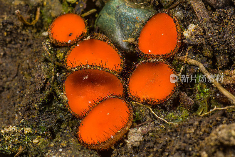 Scutellinia scutellata，俗称睫毛杯、茉莉眨眼、猩红精灵帽、睫毛真菌或睫毛精灵杯，是黄芩属的一种小型腐生真菌。发现于加州圣罗莎。索诺玛县。